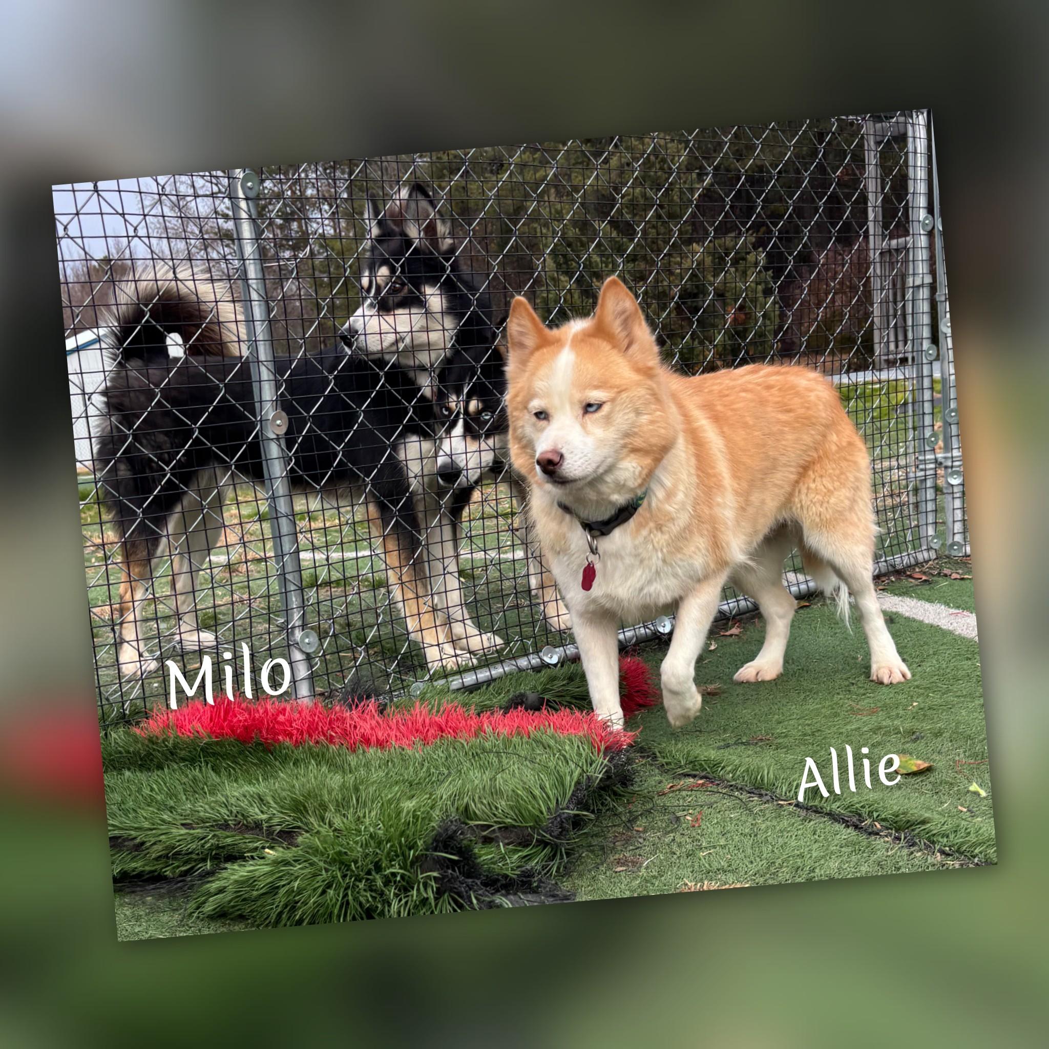 Enlarge Allie, a ADOPTABLE Pomsky in Fredericksburg, VA image 4/6