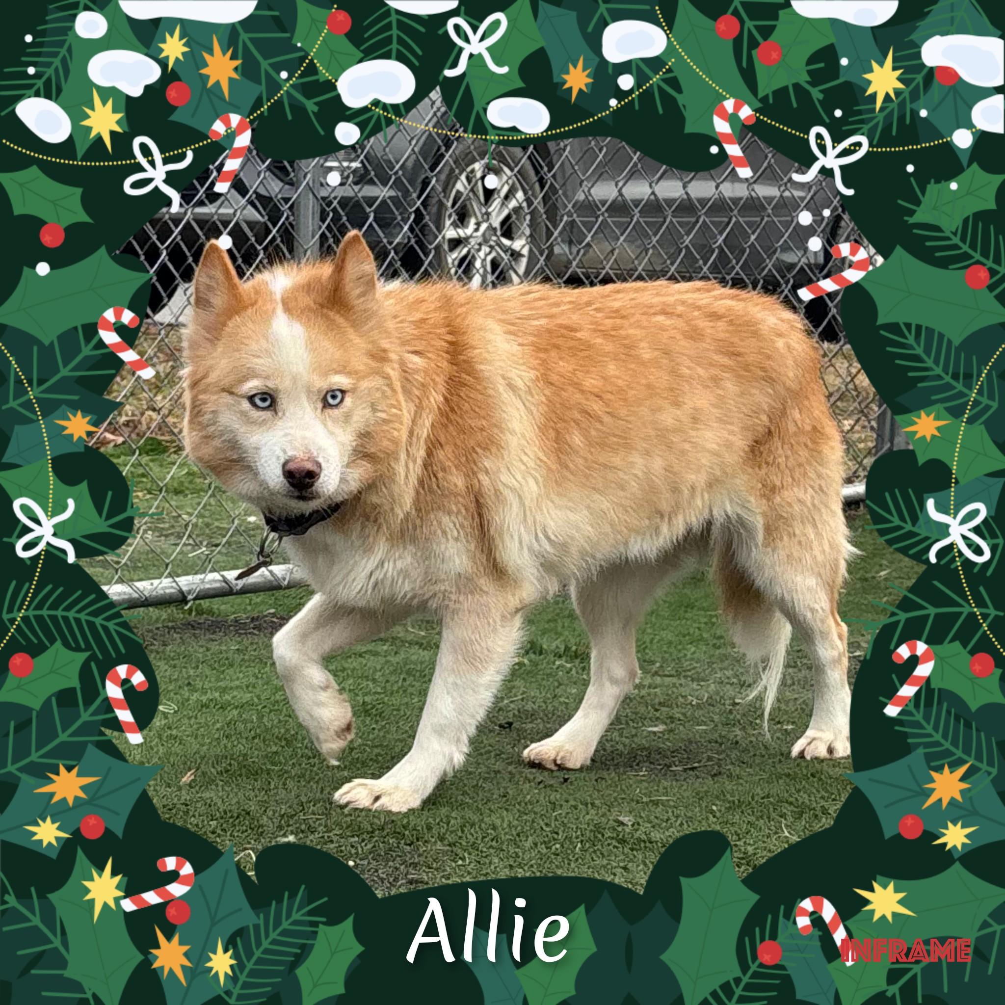 Enlarge Allie, a ADOPTABLE Pomsky in Fredericksburg, VA image 5/6
