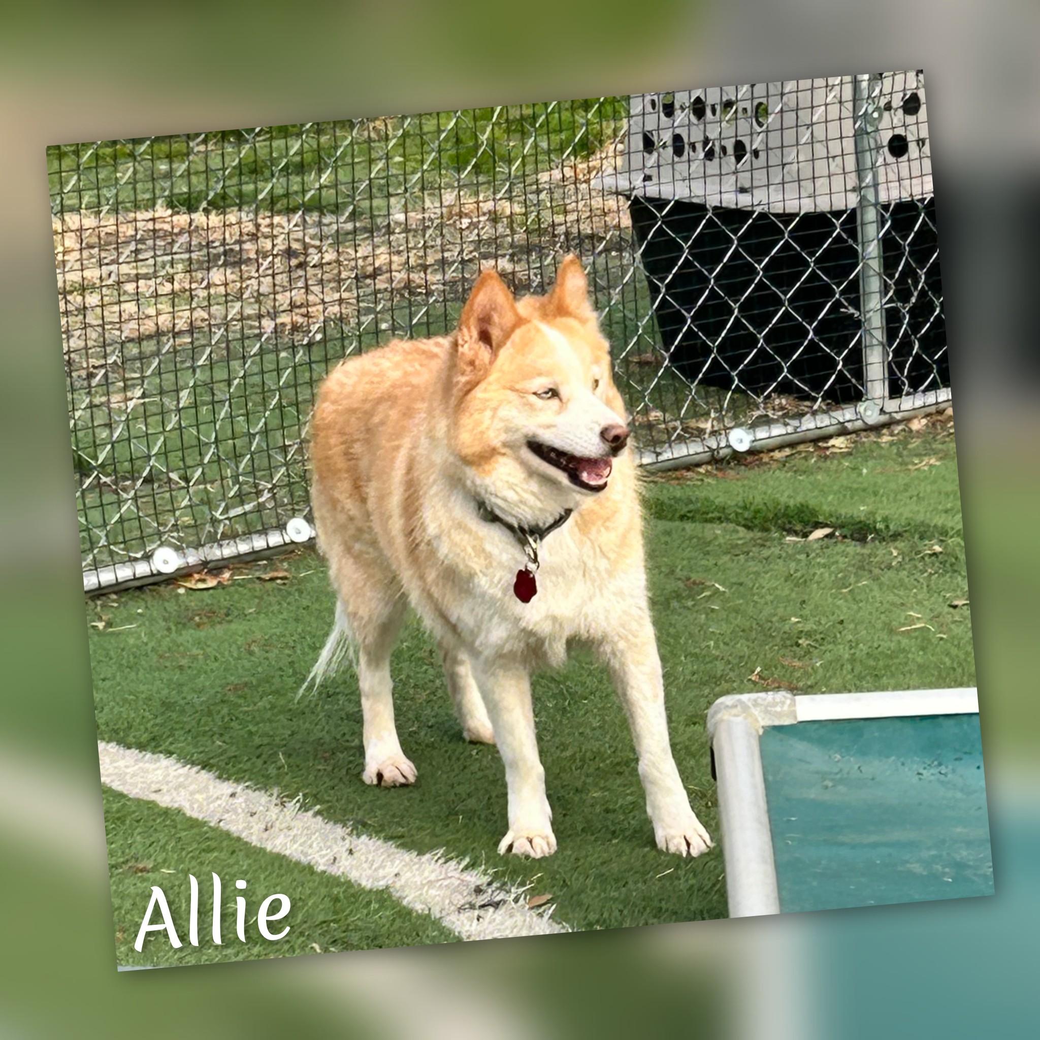 Enlarge Allie, a ADOPTABLE Pomsky in Fredericksburg, VA image 6/6