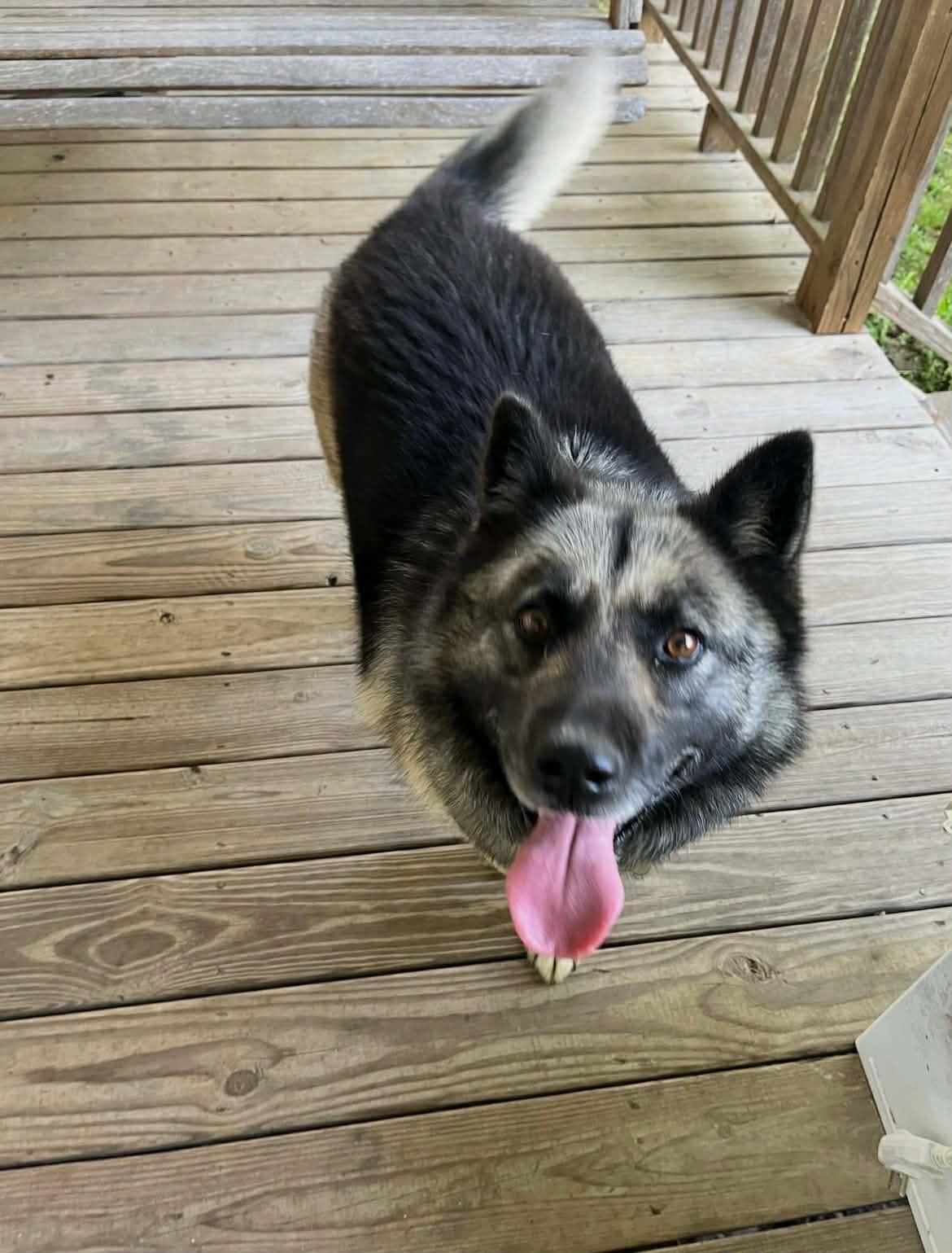 Enlarge Olive, a ADOPTABLE mixed breed in Fort Payne, AL image 1/6