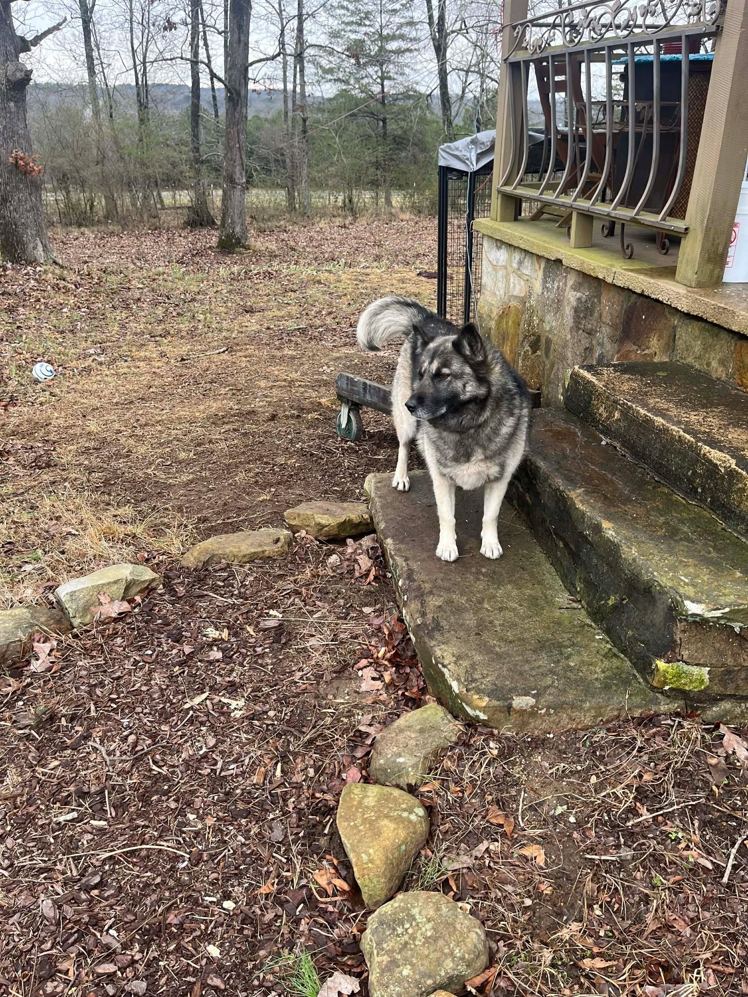 Enlarge Olive, a ADOPTABLE mixed breed in Fort Payne, AL image 3/6