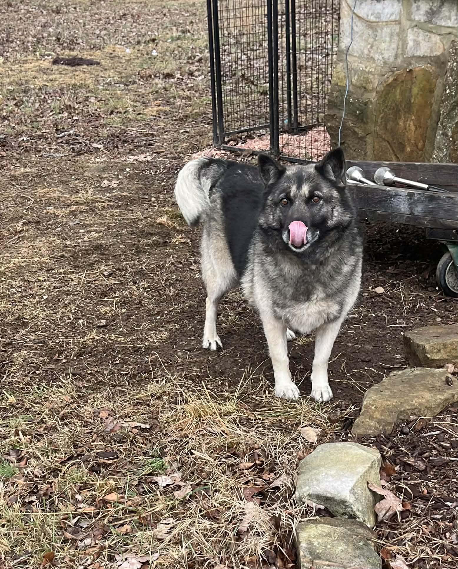Enlarge Olive, a ADOPTABLE mixed breed in Fort Payne, AL image 6/6