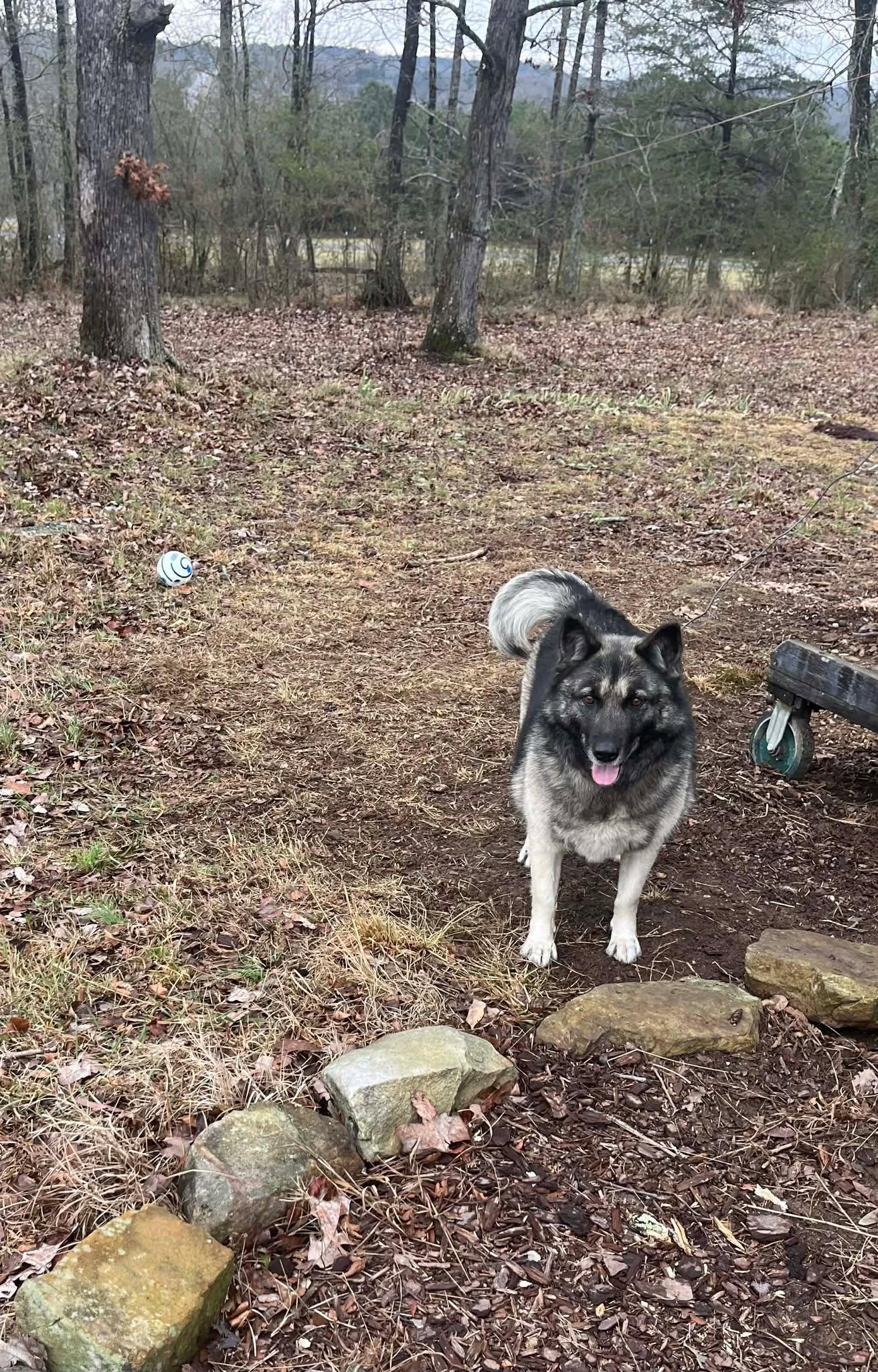 Enlarge Olive, a ADOPTABLE mixed breed in Fort Payne, AL image 4/6