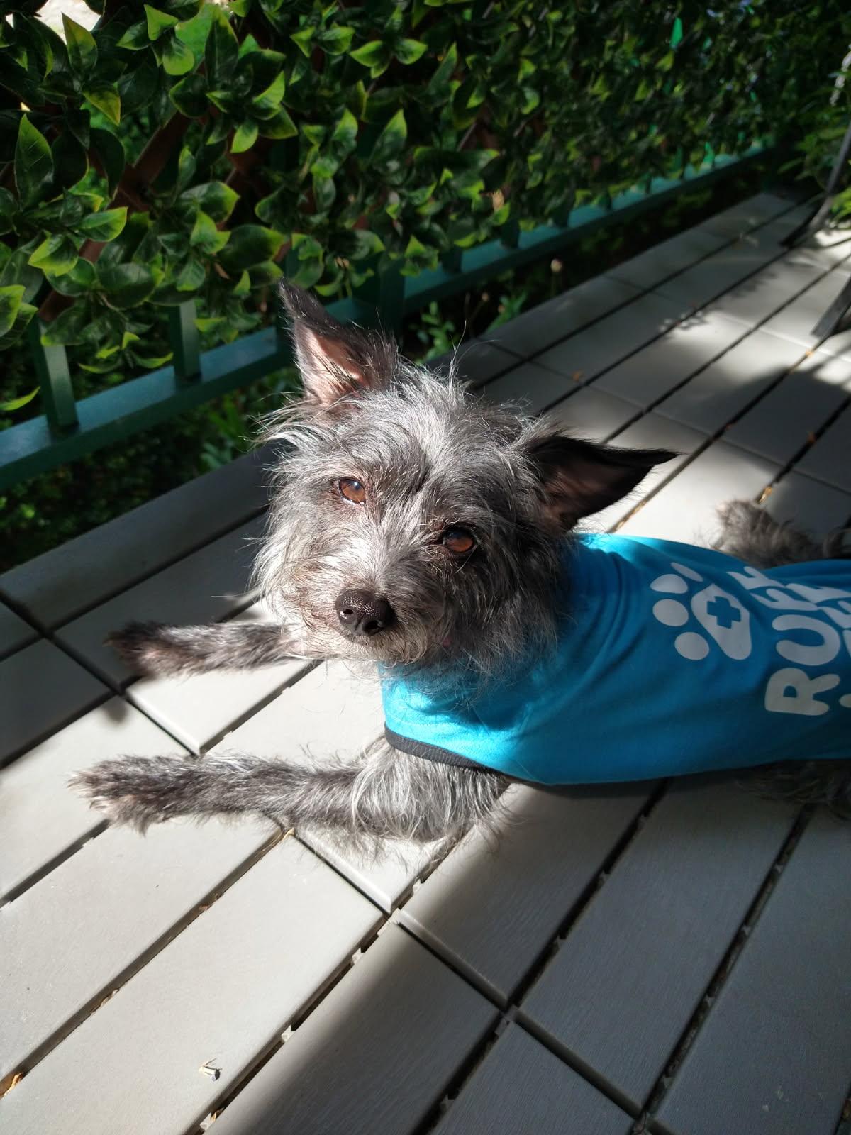 Gracie, a Adopted mixed breed in North Vancouver, BC image 2/6