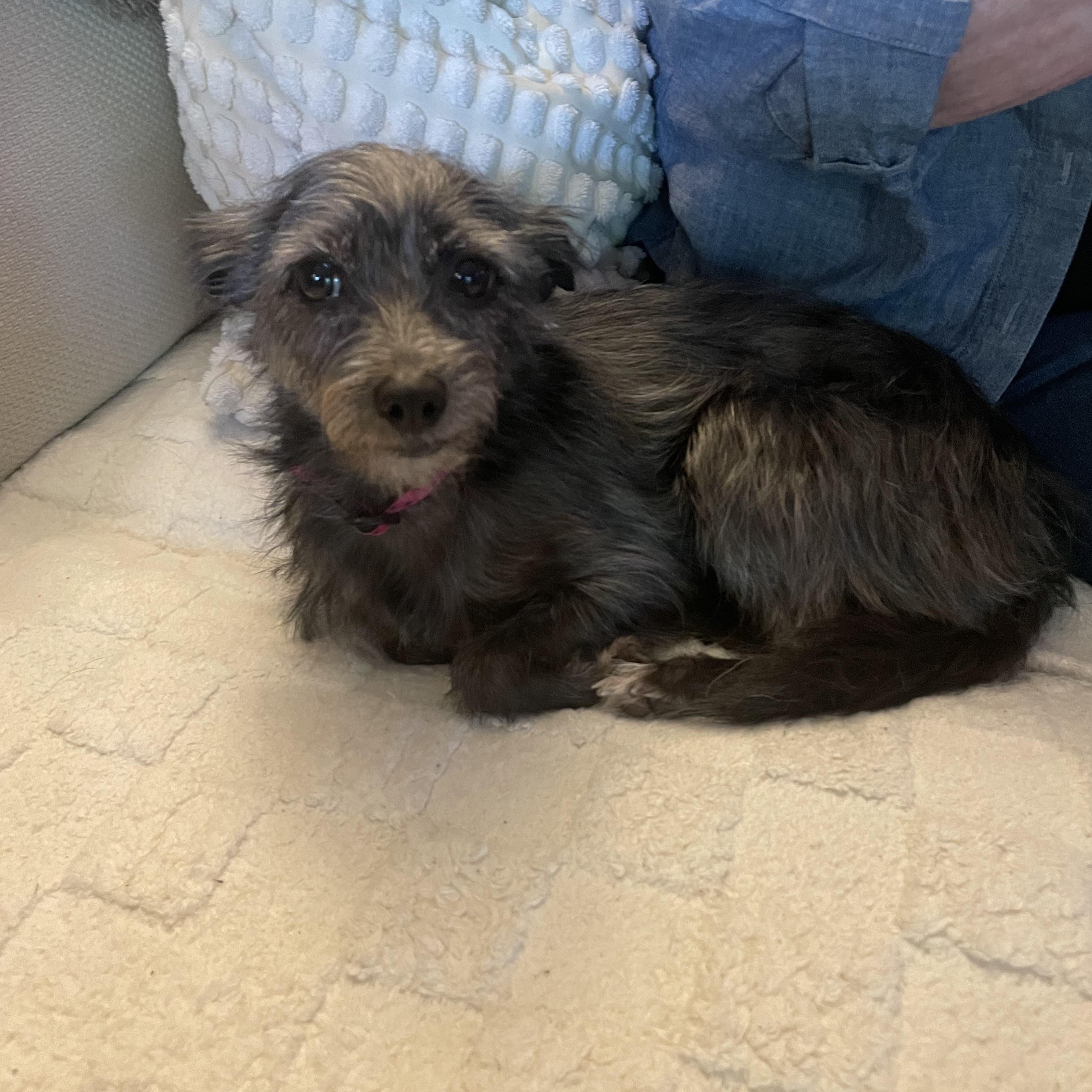 Gracie, a Adopted mixed breed in North Vancouver, BC image 3/6