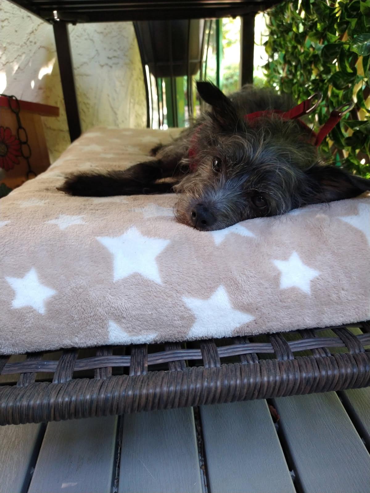 Gracie, a Adopted mixed breed in North Vancouver, BC image 4/6