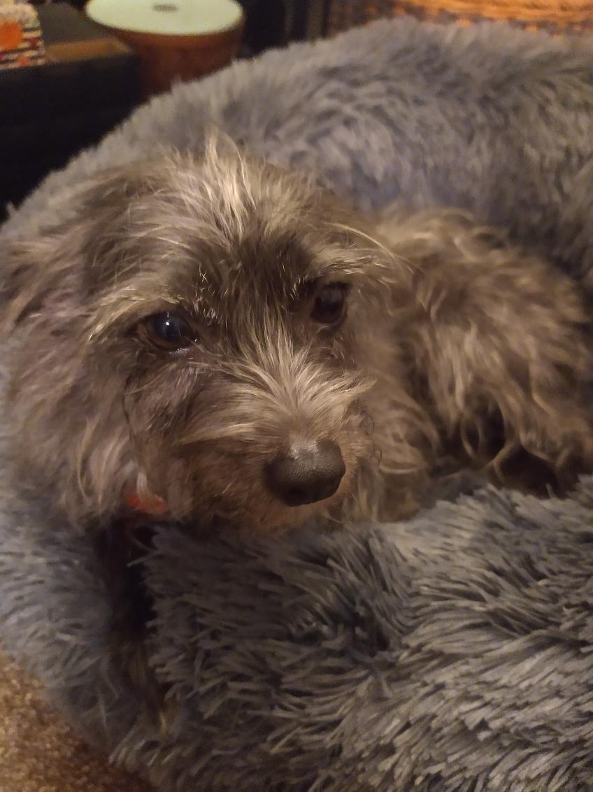 Gracie, Adopted, Adult Female Terrier & Italian Greyhound.