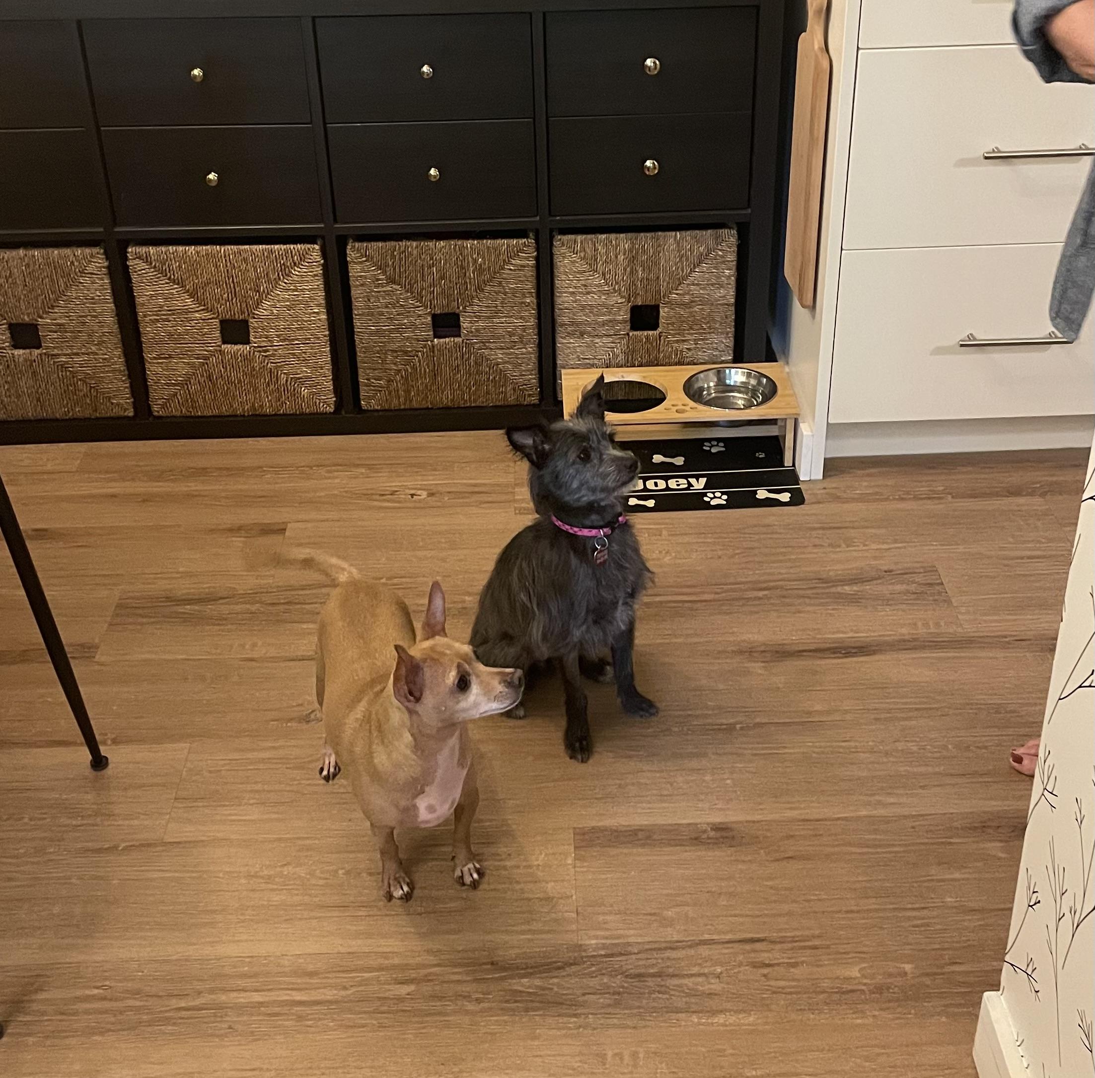 Gracie, a Adopted mixed breed in North Vancouver, BC image 5/6