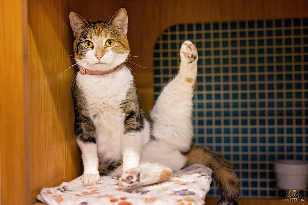 Rosie, adopted, Young Female Domestic Short Hair.