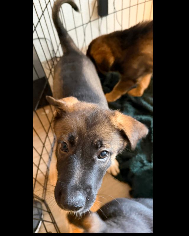 Gus, Adoptable, Young Male German Shepherd Dog & Mixed Breed.