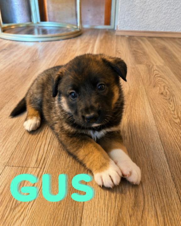 Enlarge Gus, a Adoptable mixed breed in renton, WA image 3/5