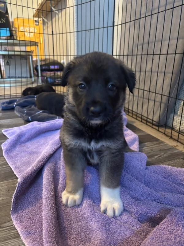 Enlarge Gus, a Adoptable mixed breed in renton, WA image 5/5