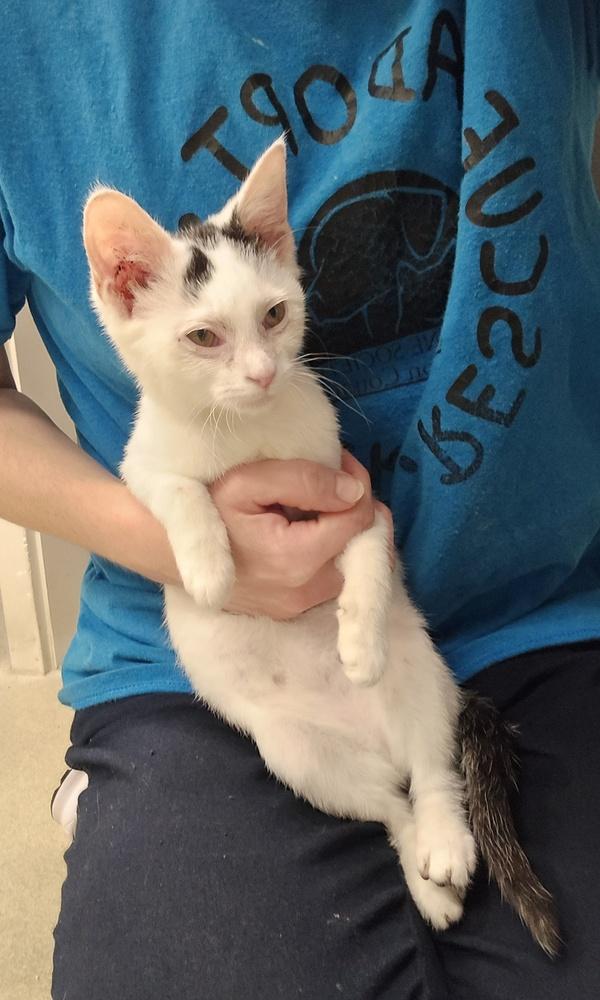 Arya, a Adopted Domestic Short Hair in Dickson, TN image 1/2