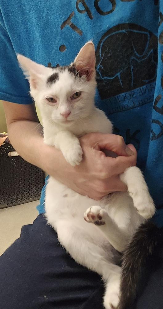 Arya, a Adopted Domestic Short Hair in Dickson, TN image 2/2