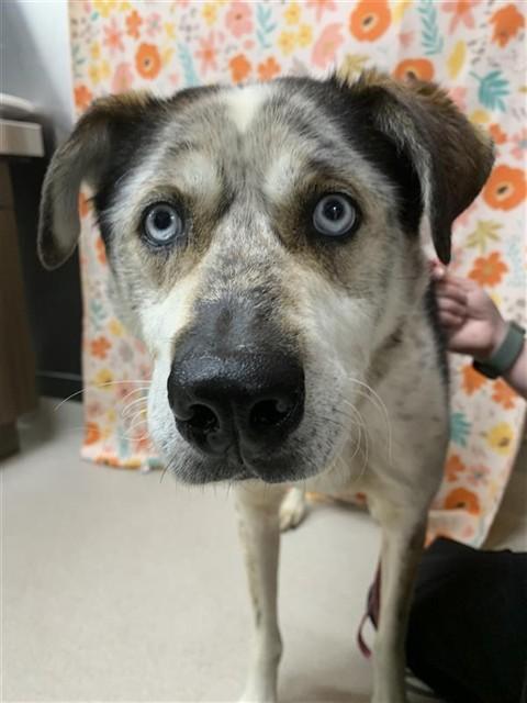 MAC, Adoptable, Adult Male Husky.