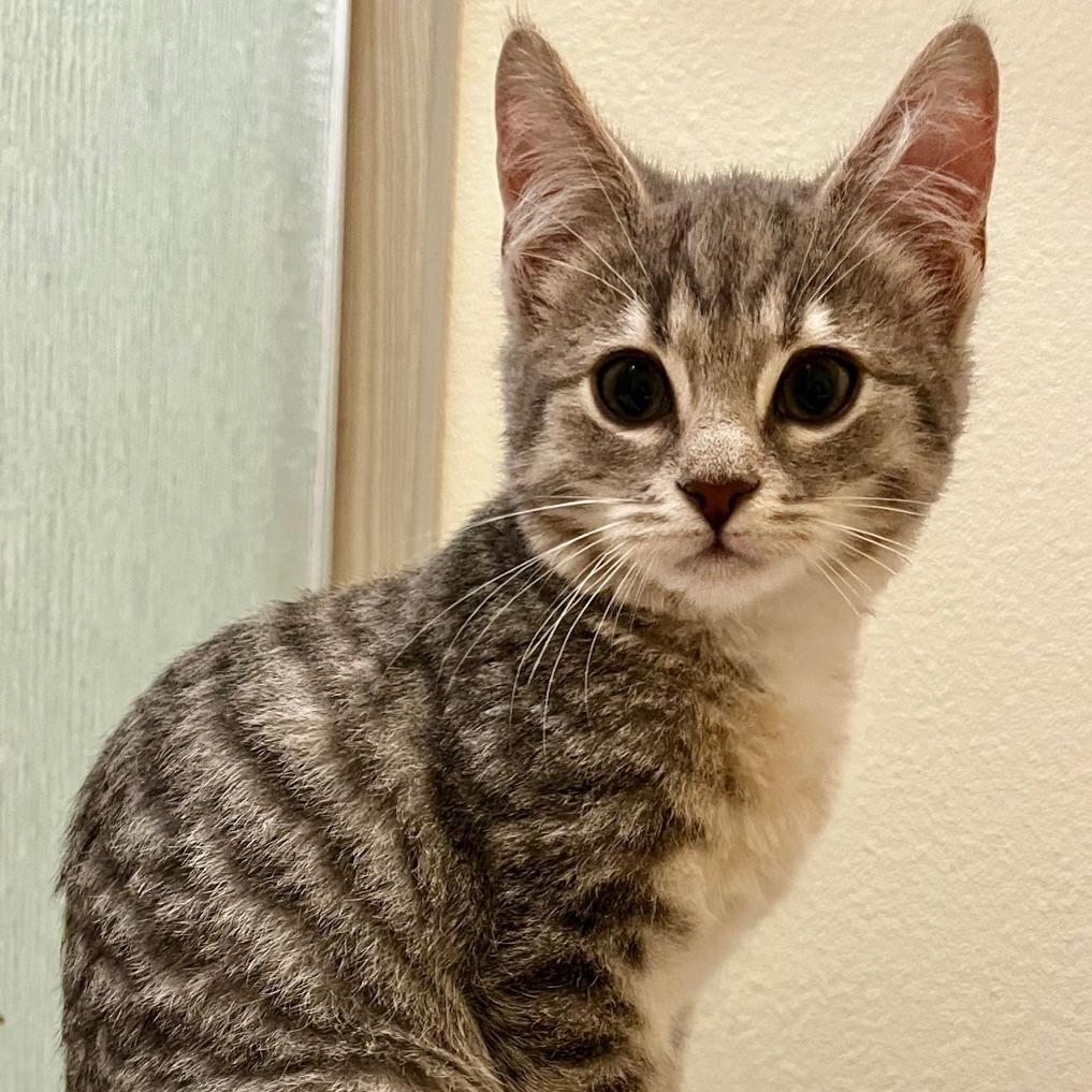 Enlarge Jake, a Adoptable Domestic Short Hair in Ashland, OR image 1/2