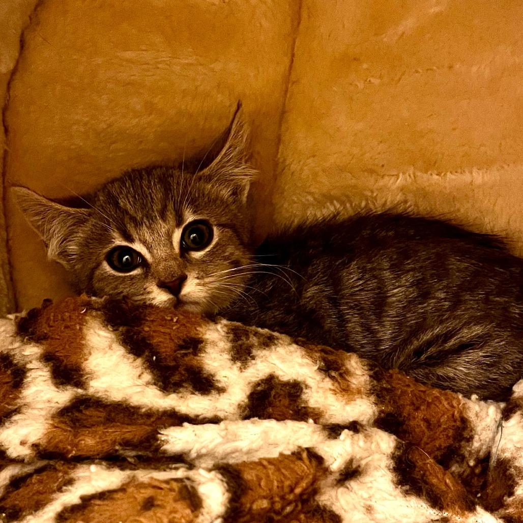 Enlarge Jake, a Adoptable Domestic Short Hair in Ashland, OR image 2/2