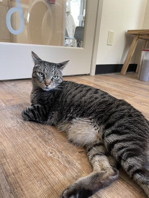 Enlarge Fergus, a Adoptable Domestic Short Hair in Portland, OR image 1/6