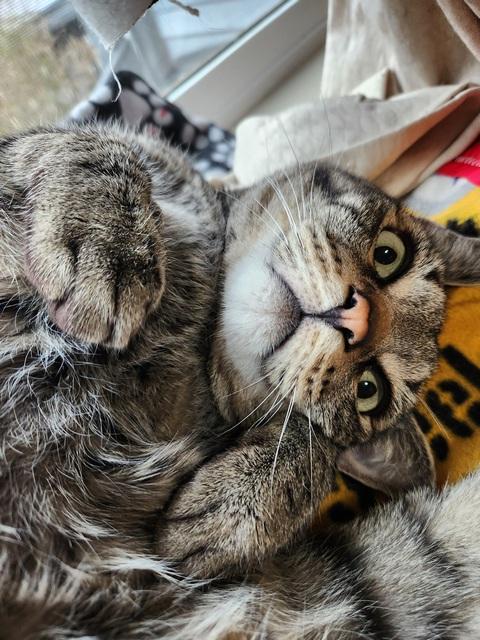 Enlarge Fergus, a Adoptable Domestic Short Hair in Portland, OR image 2/6