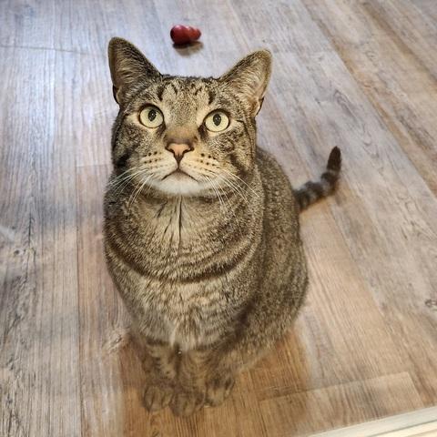 Enlarge Fergus, a Adoptable Domestic Short Hair in Portland, OR image 3/6