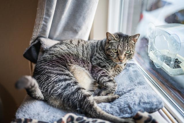 Enlarge Fergus, a Adoptable Domestic Short Hair in Portland, OR image 4/6