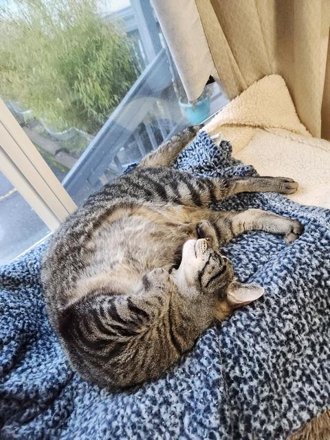 Enlarge Fergus, a Adoptable Domestic Short Hair in Portland, OR image 5/6