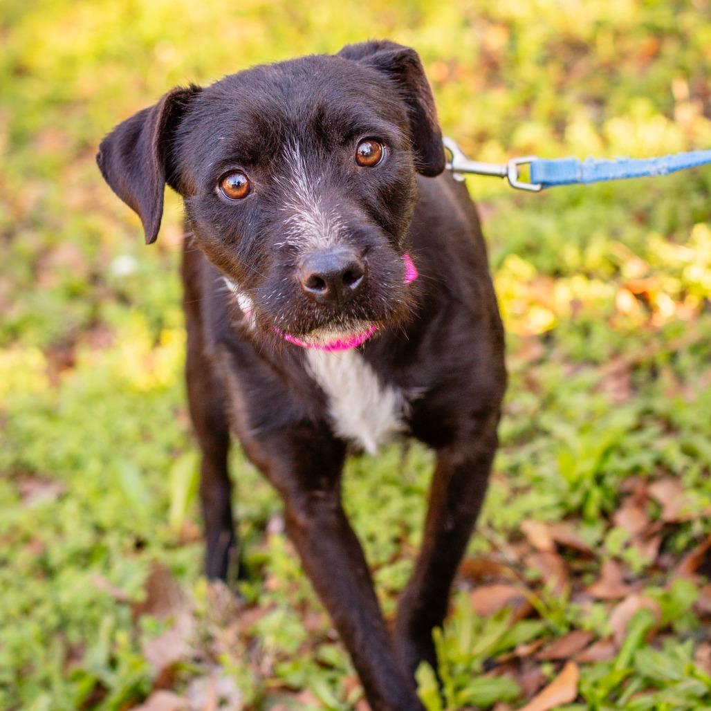 Galadriel, a Adoptable mixed breed in Hattiesburg, MS image 1/2