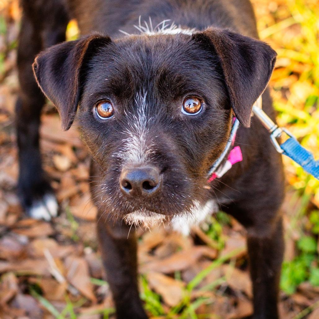 Galadriel thumbnail 2