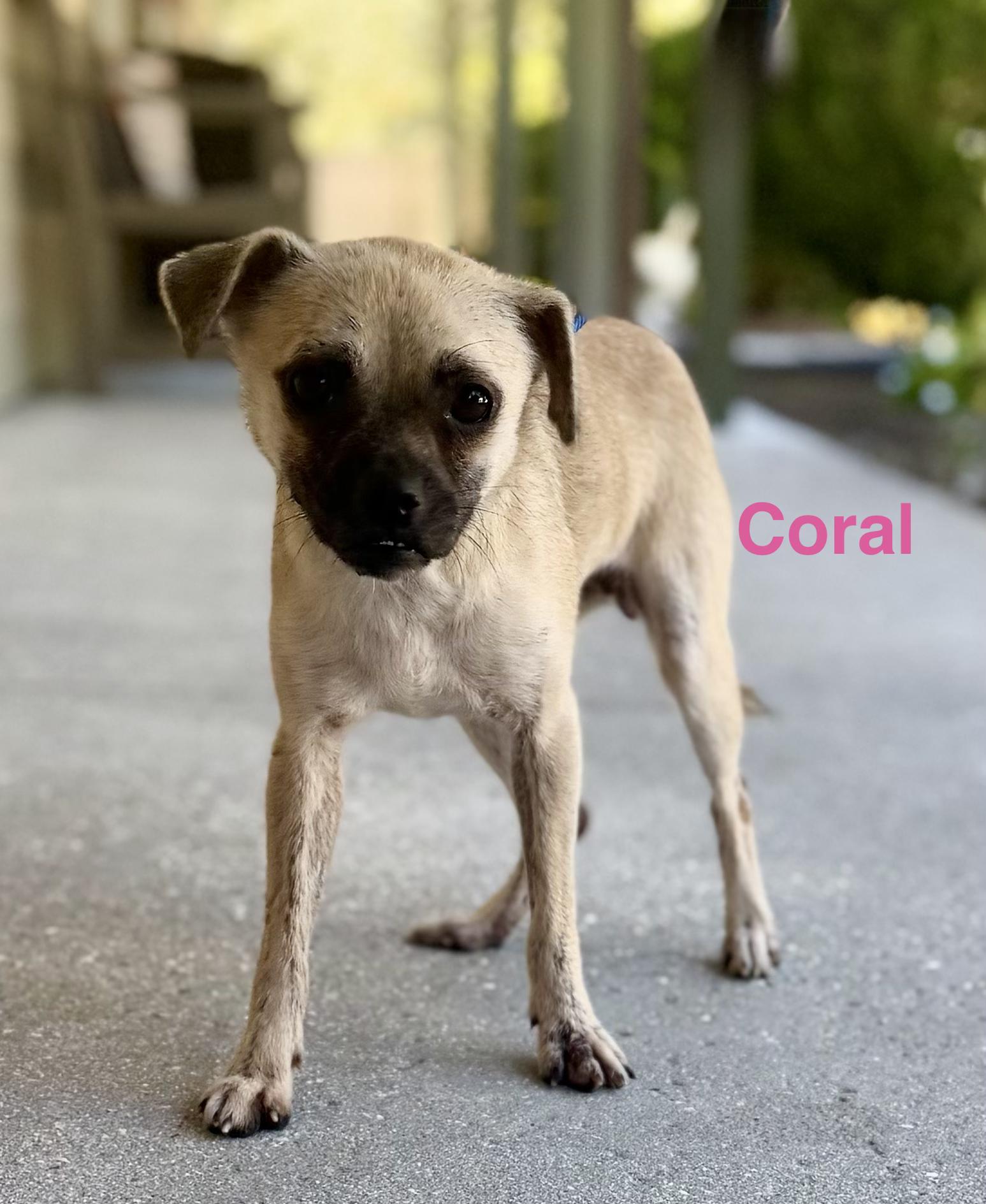 Coral, Adoptable, Adult Female Pug & Chihuahua.