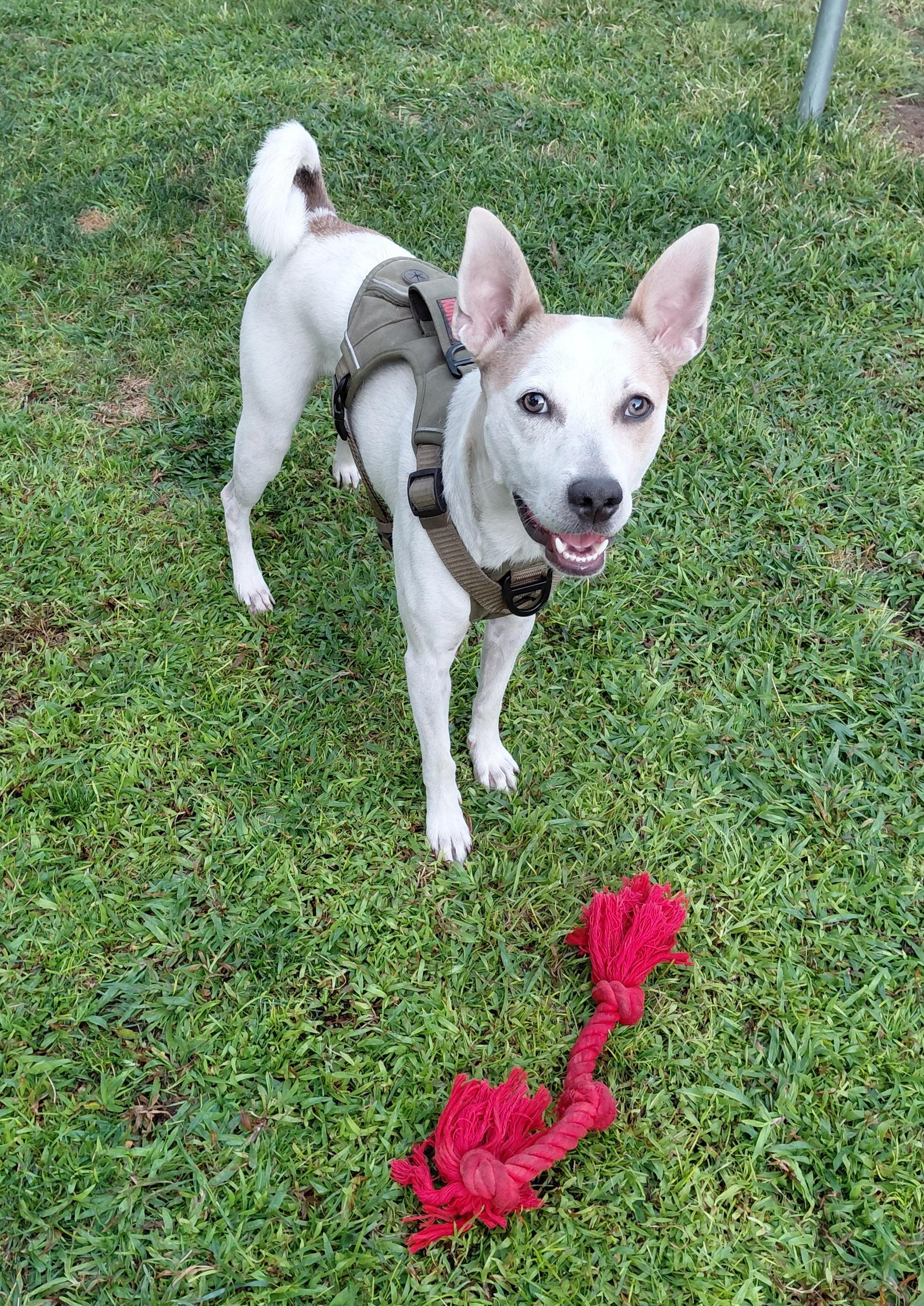 Enlarge Max, a Adoptable mixed breed in Albuquerque, NM image 6/6
