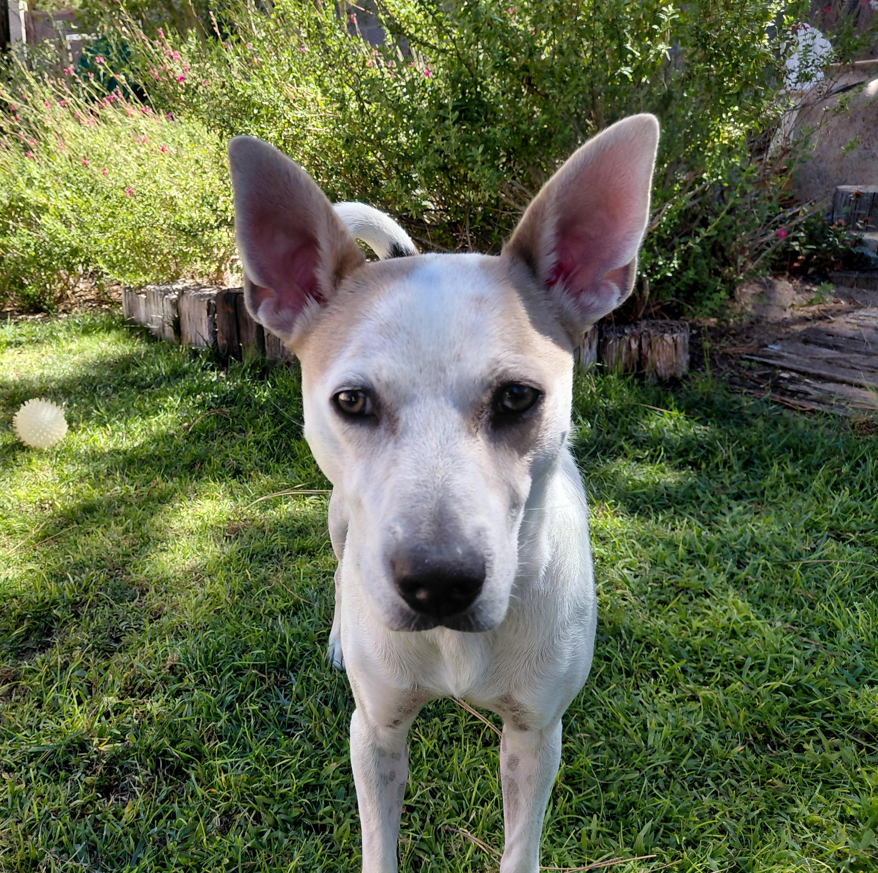 Enlarge Max, a Adoptable mixed breed in Albuquerque, NM image 5/6
