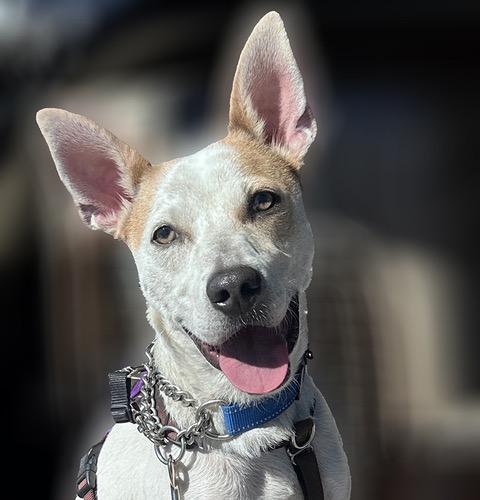 Enlarge Max, a Adoptable mixed breed in Albuquerque, NM image 1/6