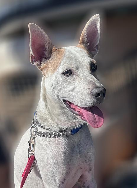 Enlarge Max, a Adoptable mixed breed in Albuquerque, NM image 3/6