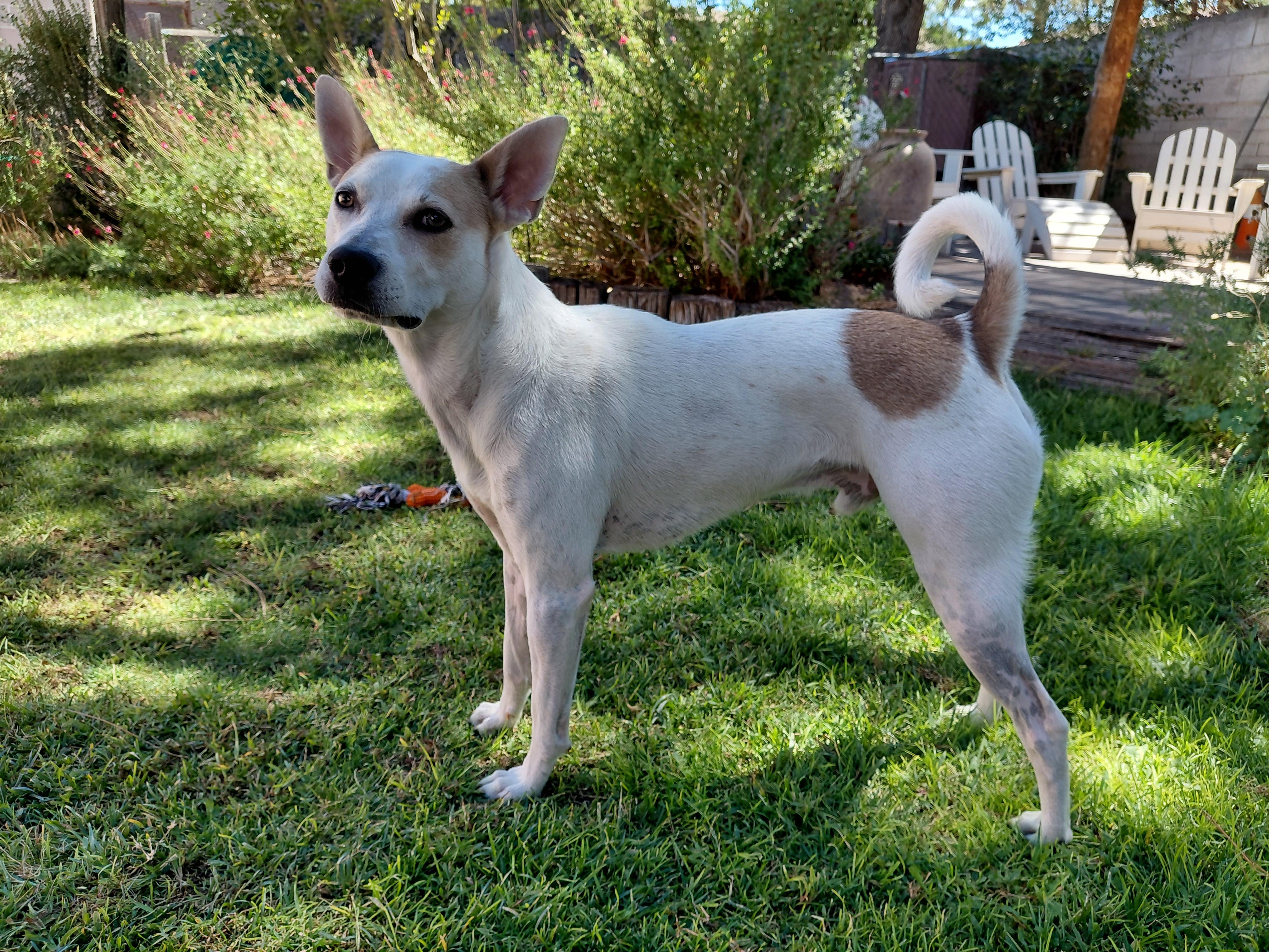 Enlarge Max, a Adoptable mixed breed in Albuquerque, NM image 4/6