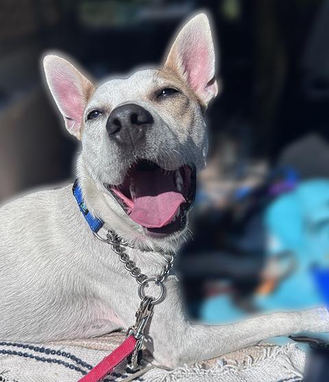 Enlarge Max, a Adoptable mixed breed in Albuquerque, NM image 2/6