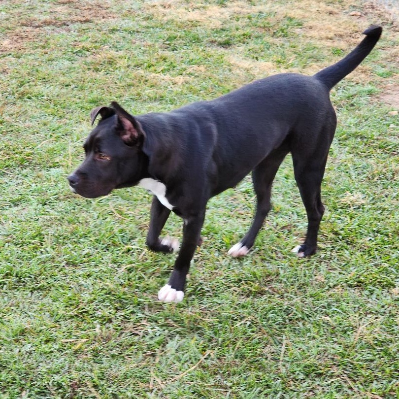 Marlena, a Adoptable mixed breed in Allentown, PA image 6/6