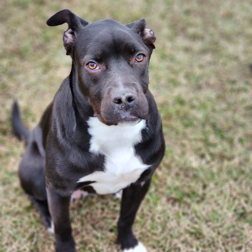 Marlena, a Adoptable mixed breed in Allentown, PA image 5/6