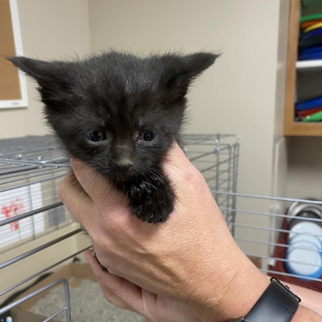 Enlarge Fern, a Adoptable Domestic Short Hair in Norfolk, NE image 1/1