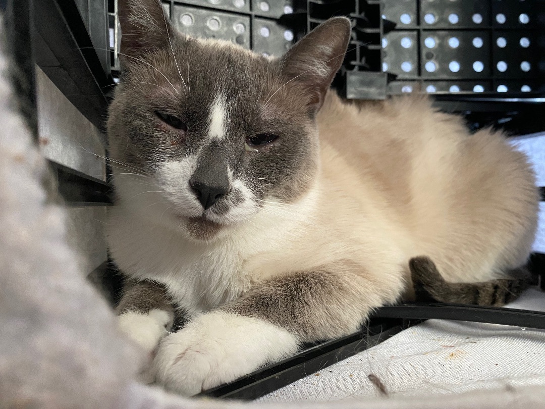 Enlarge Mystic, a Adoptable mixed breed in Henrietta, TX image 2/2