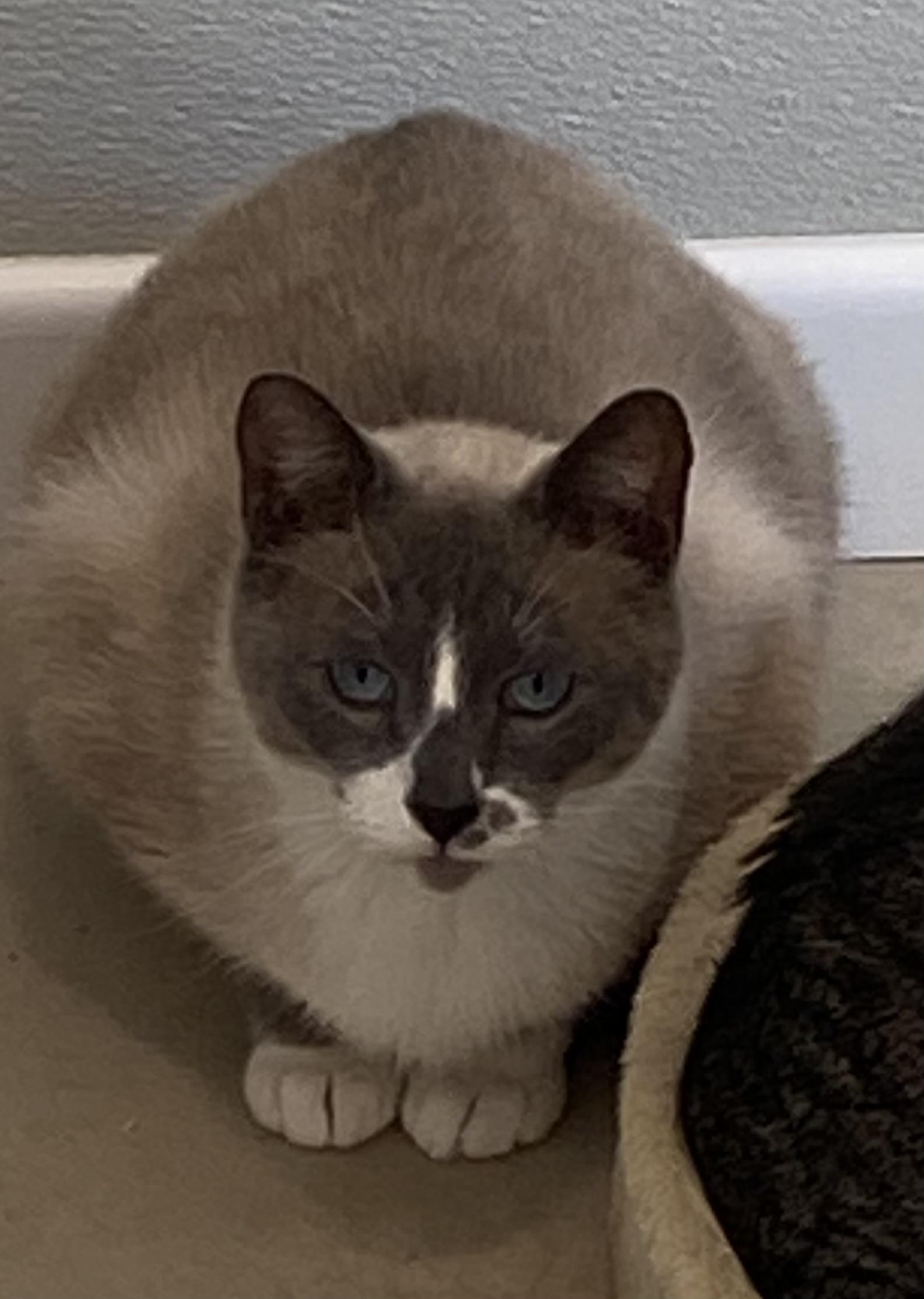 Enlarge Mystic, a Adoptable mixed breed in Henrietta, TX image 1/2