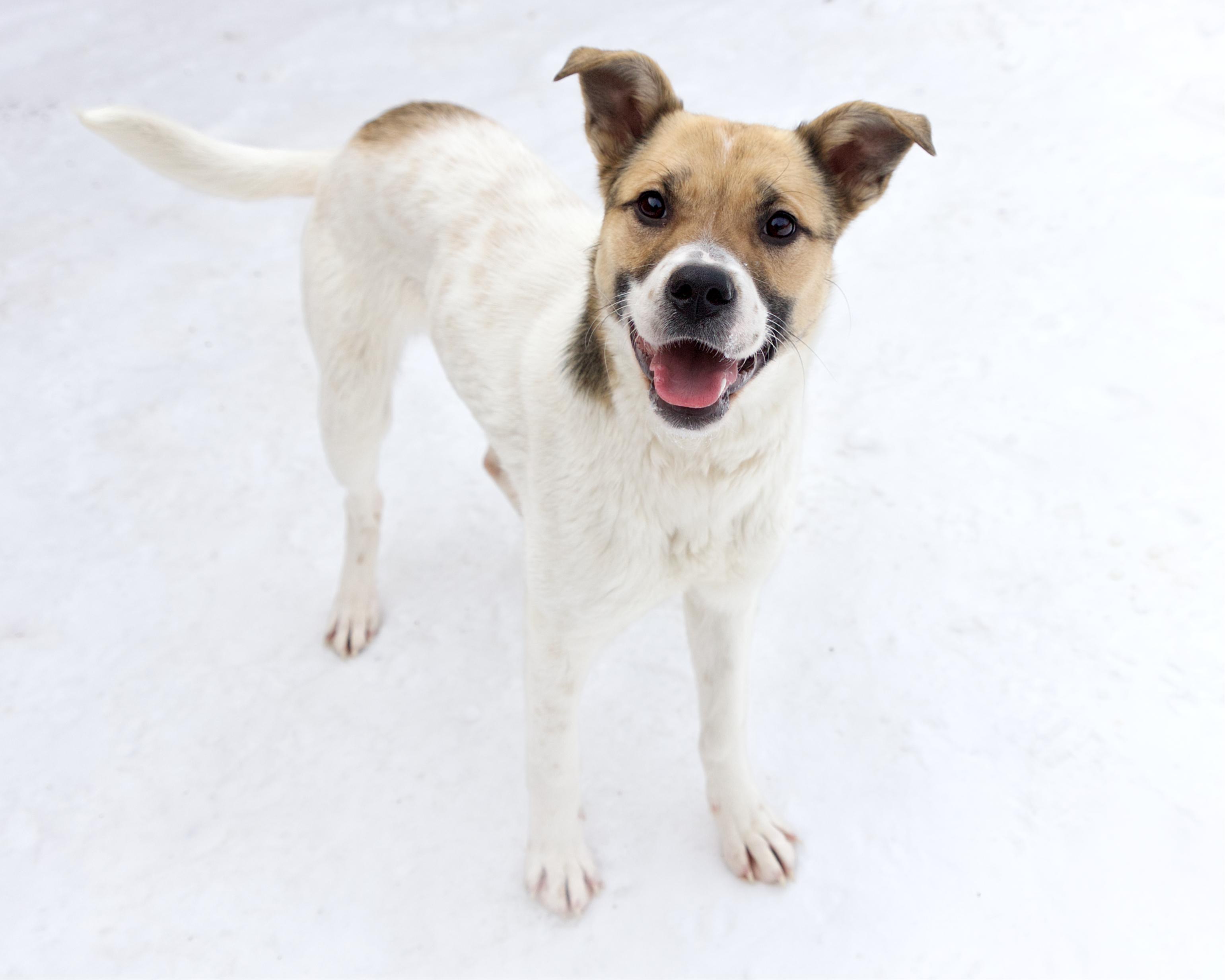 Enlarge Chelsie, an adoption pending mixed breed in Winnipeg, MB image 2/3