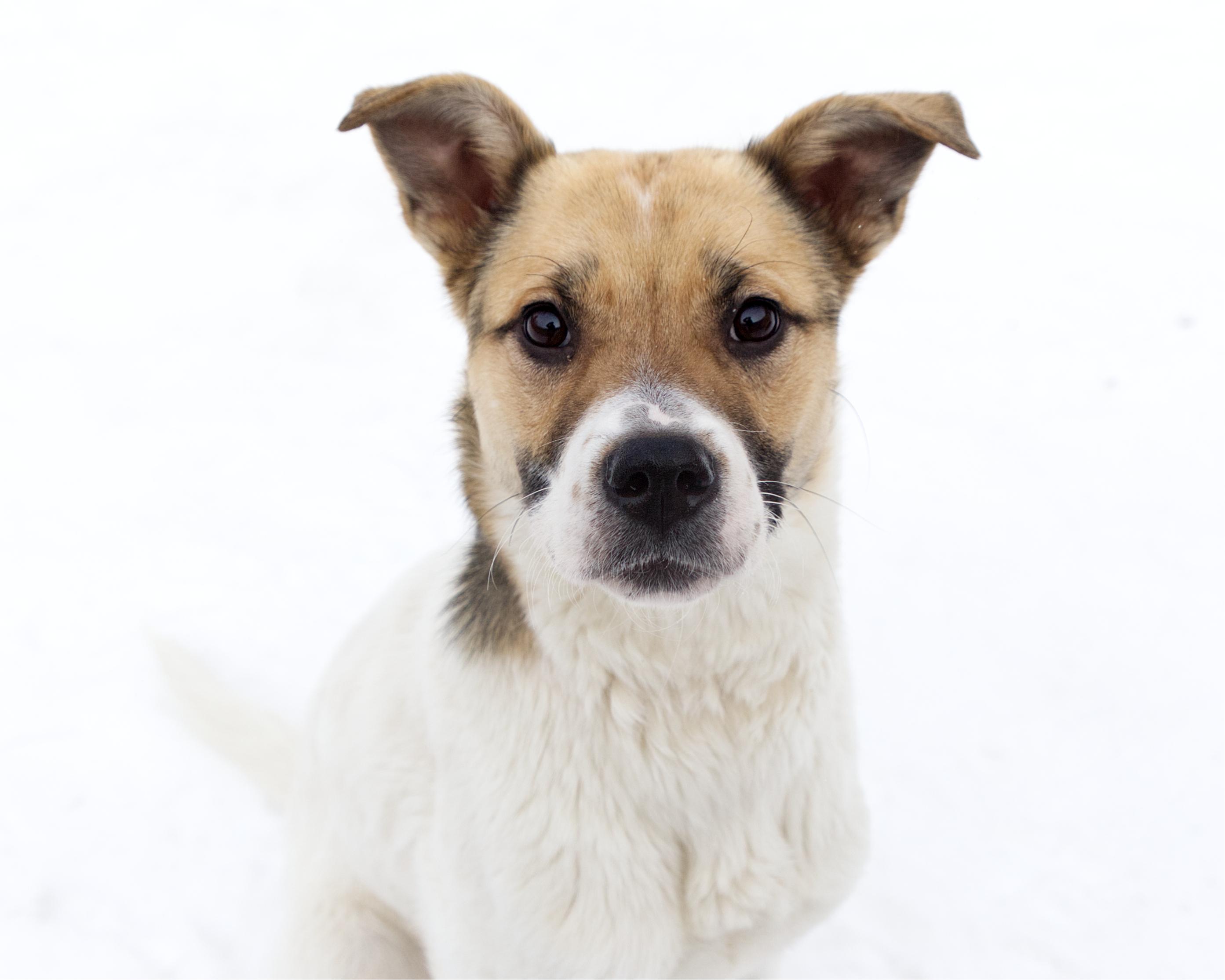 Enlarge Chelsie, an adoption pending mixed breed in Winnipeg, MB image 1/3