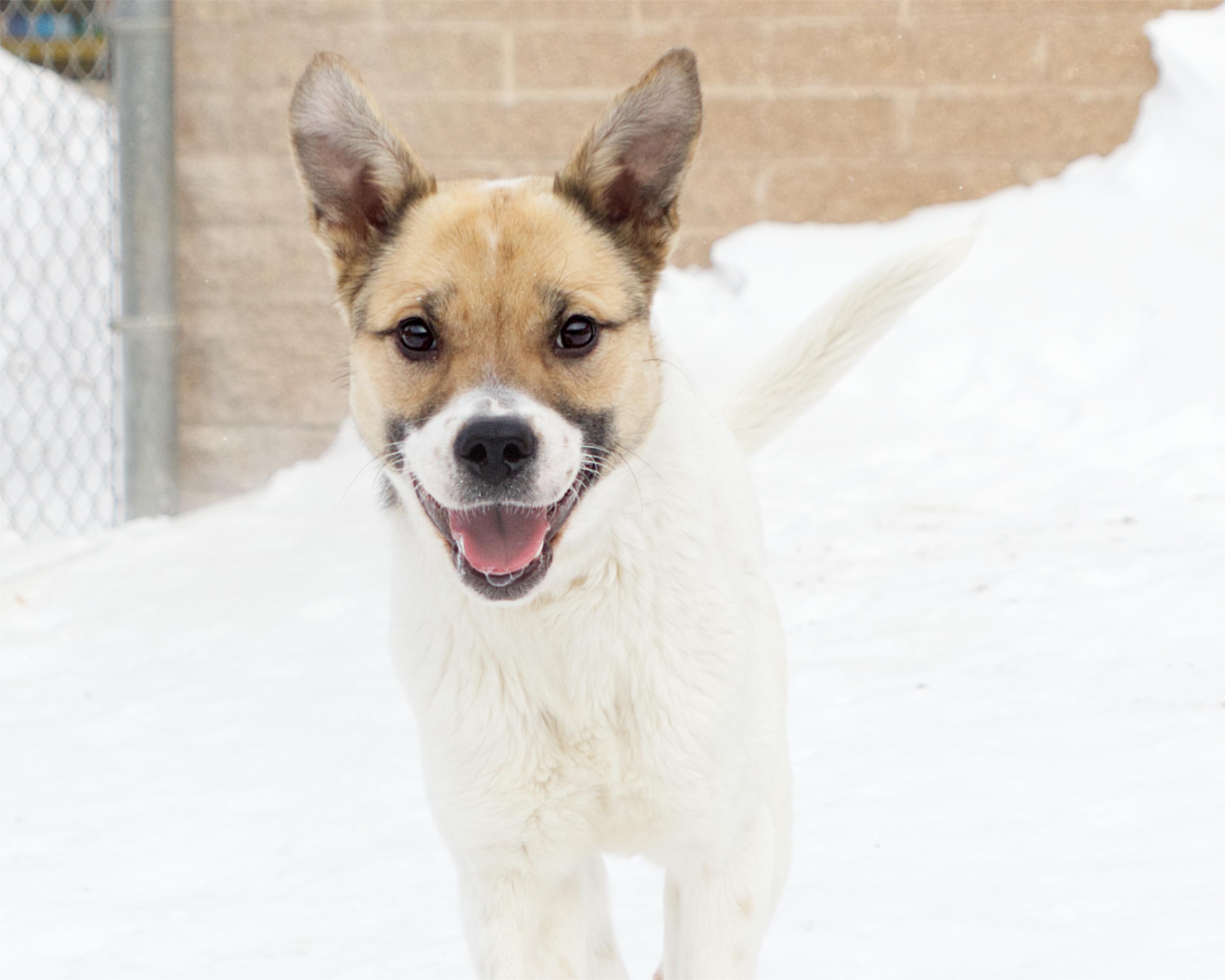 Enlarge Chelsie, an adoption pending mixed breed in Winnipeg, MB image 3/3