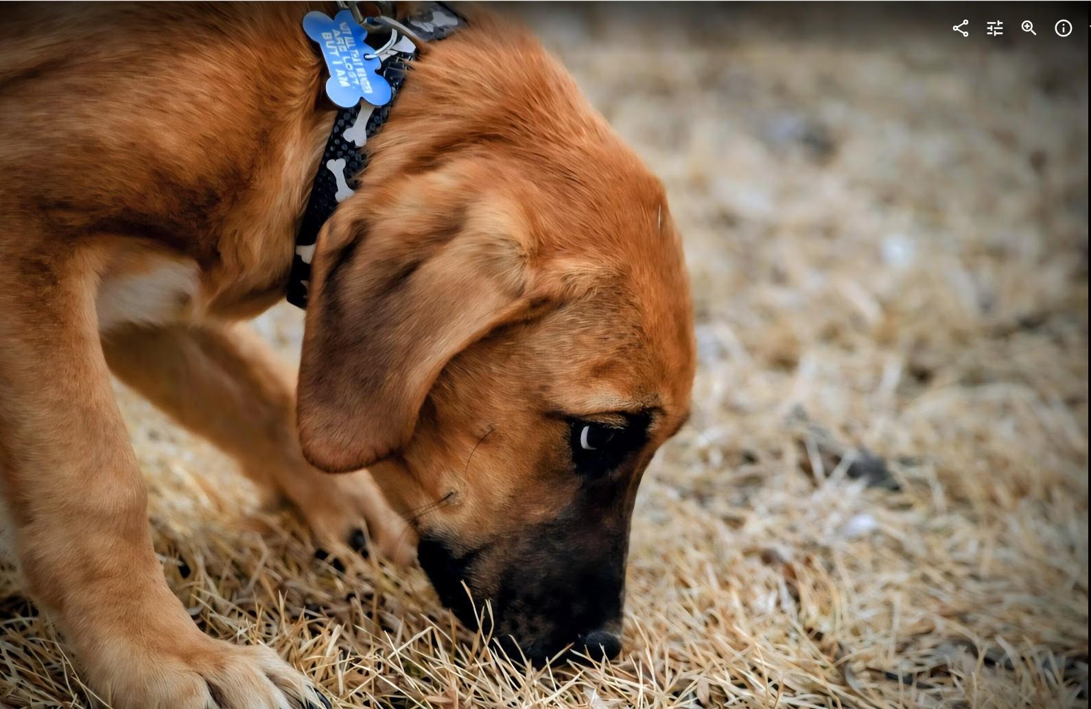 Enlarge Luna, a ADOPTABLE mixed breed in Pinedale, WY image 3/3