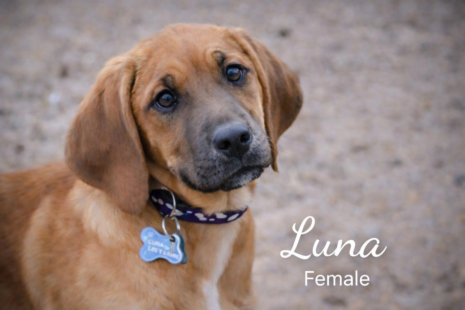 Enlarge Luna, a ADOPTABLE mixed breed in Pinedale, WY image 1/3
