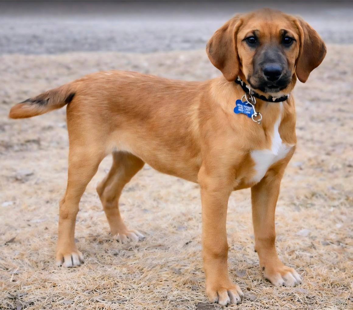Enlarge Luna, a ADOPTABLE mixed breed in Pinedale, WY image 2/3