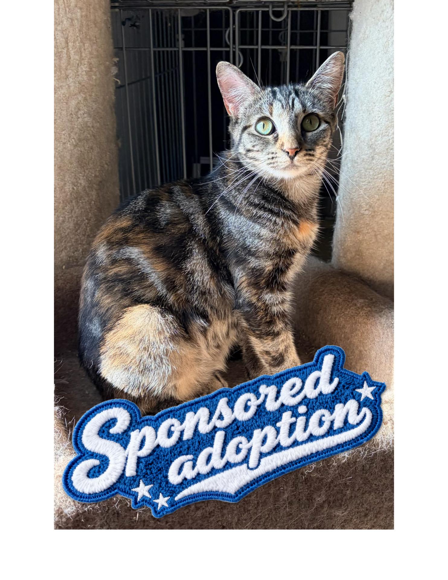 Mau, ADOPTABLE, Young Female Bengal & Oriental Tabby.