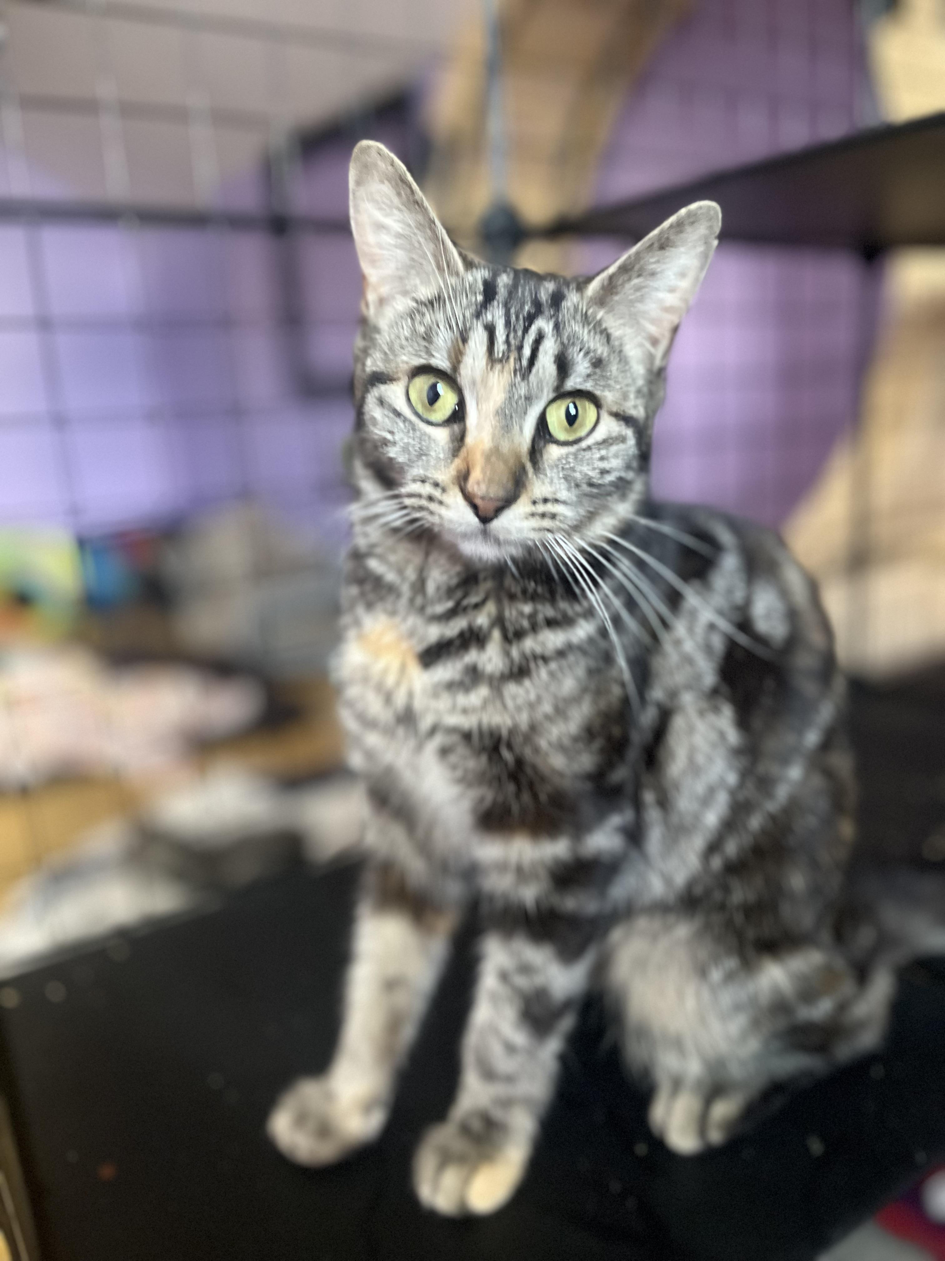 Enlarge Mau, a ADOPTABLE mixed breed in Newark valley, NY image 2/5