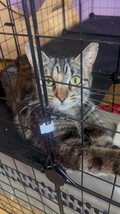 Enlarge Mau, a ADOPTABLE mixed breed in Newark valley, NY video 5/5