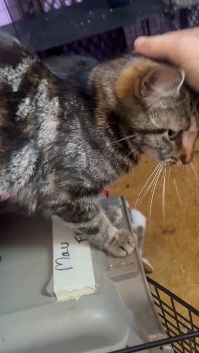 Enlarge Mau, a ADOPTABLE mixed breed in Newark valley, NY video 4/5